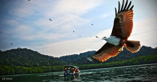 Kilim Geoforest Park Mangrove Tour in Langkawi